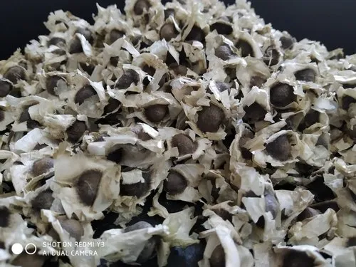 Moringa Seeds