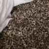 Moringa Seeds