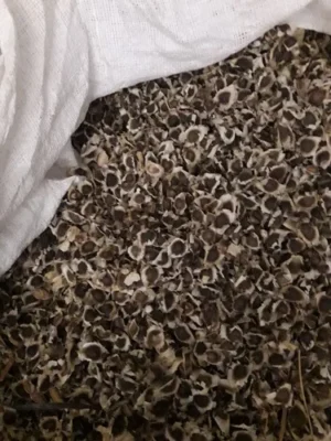 Moringa Seeds